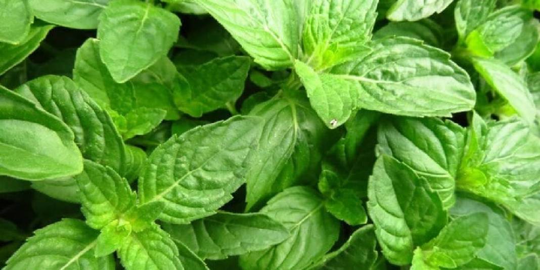 Kokusu şifa saçıyor! Evinizde mutlaka olsun: Tek bir bitkiyle hem baş ağrısı tarih oluyor hem sivrisinekler kaçıyor! 5